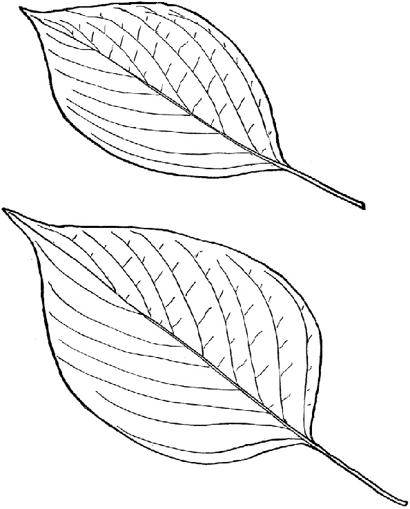 Blätter (3)